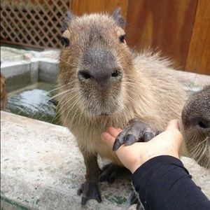 Meet your Posher, Kiersten